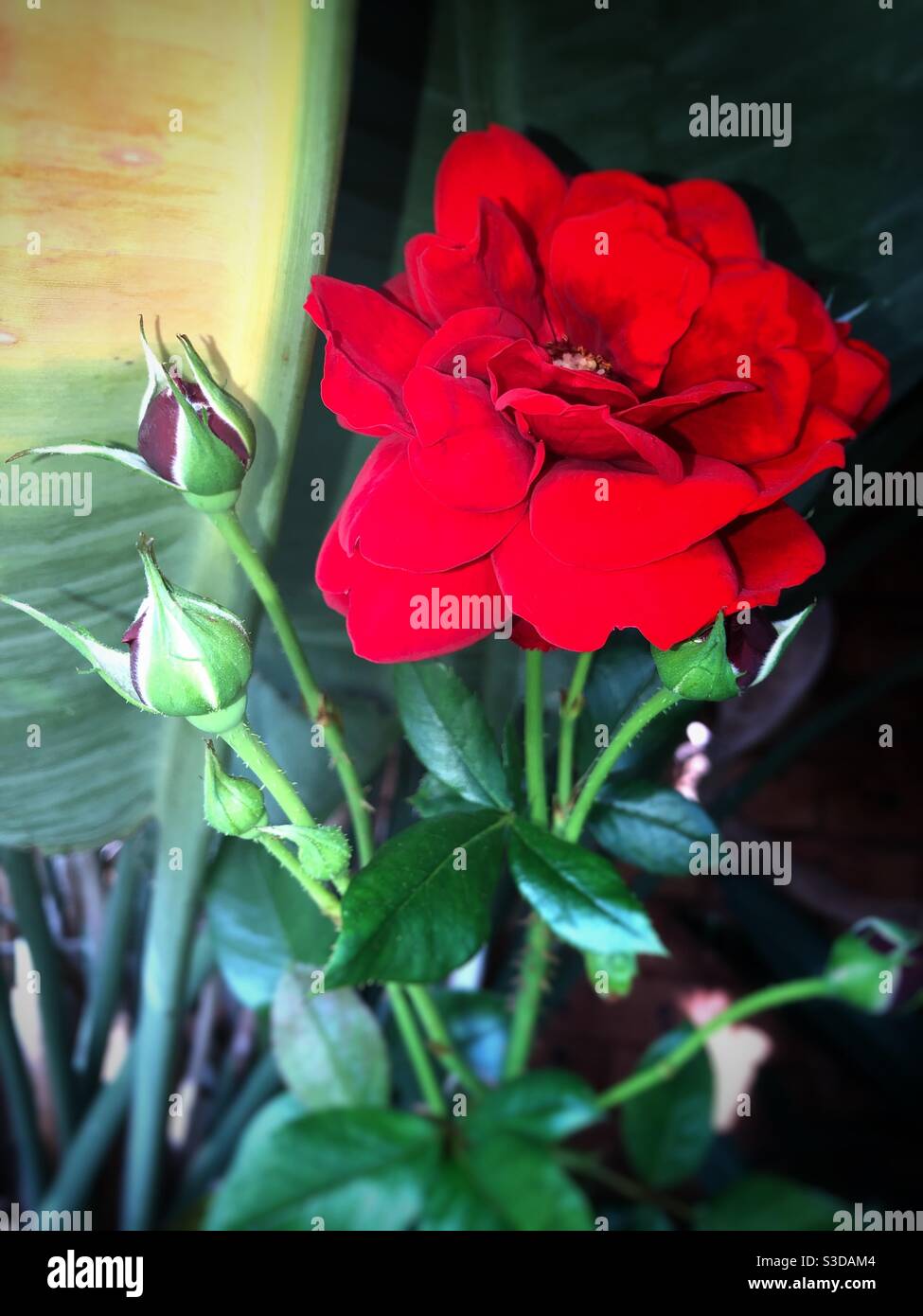 Valentinstag - Rosen sind rot .... - Smartphone-aufgenommenes Stockfoto