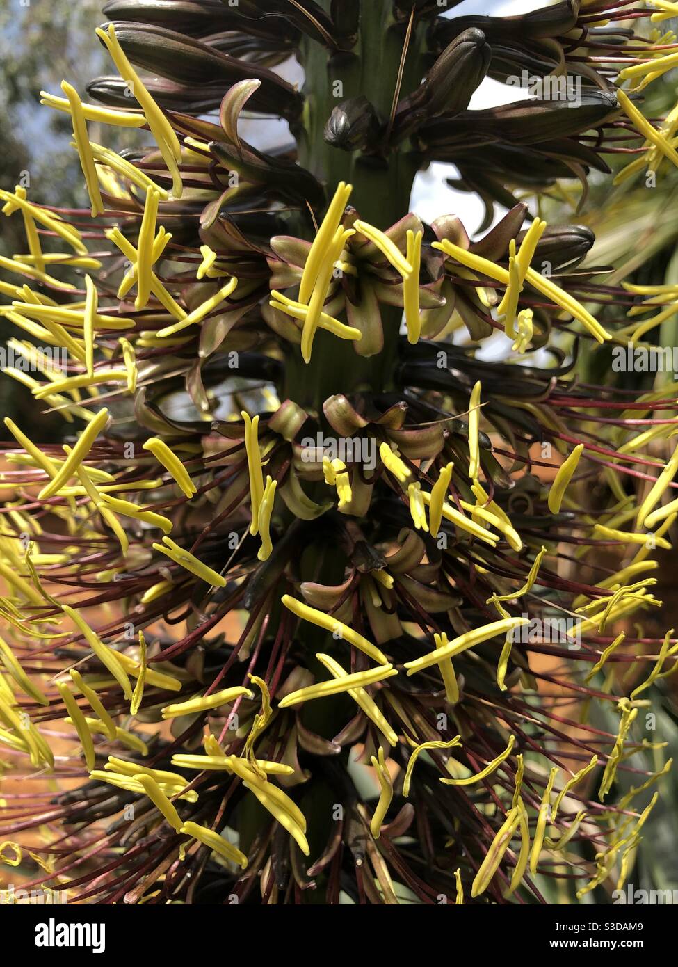 Öffnungsblumen der Pflanze des schmalen Blattes (Agave Striata) Dies ist das erste Mal, dass die Pflanze seitdem blüht Es wurde vor 13 Jahren gepflanzt Stockfoto