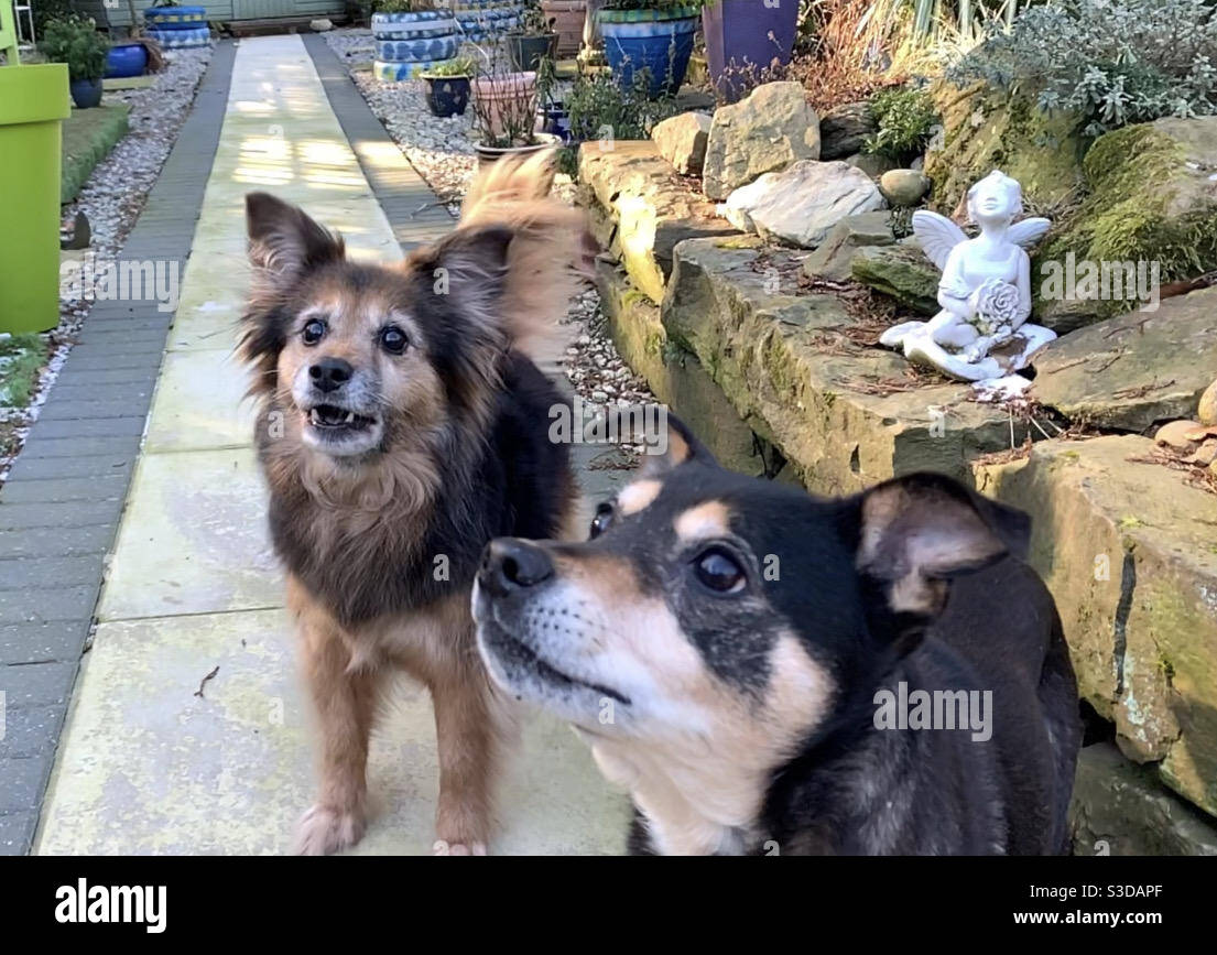 Zwei Hunde warten aufgeregt darauf, dass ein Ball geworfen wird In einem Garten an einem sonnigen Wintertag Stockfoto