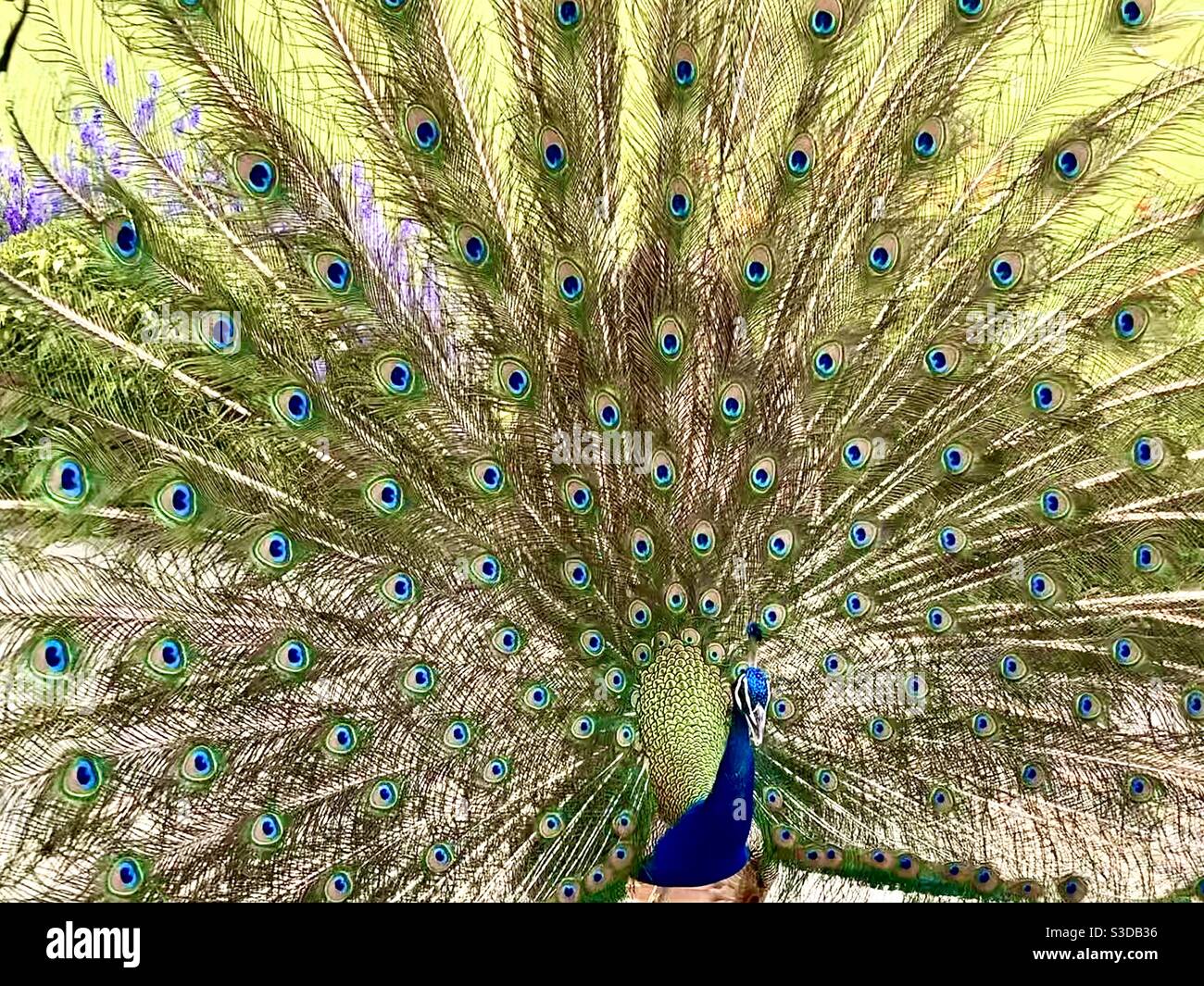 Tanzenden Pfau Stockfoto