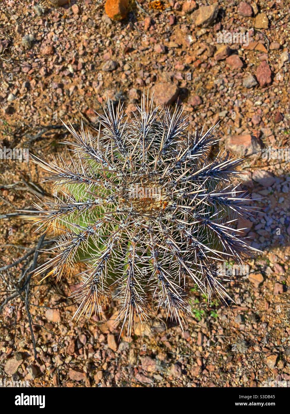 Kaktus-Nadeln Stockfoto