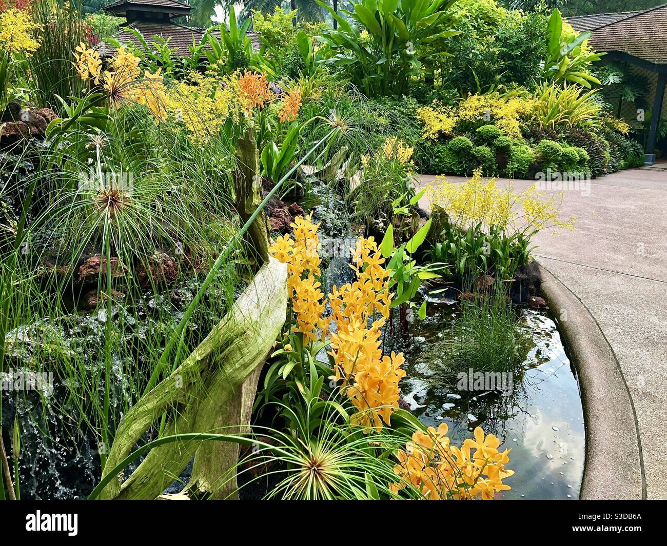 Nationalen Orchideengarten Singapur Stockfoto