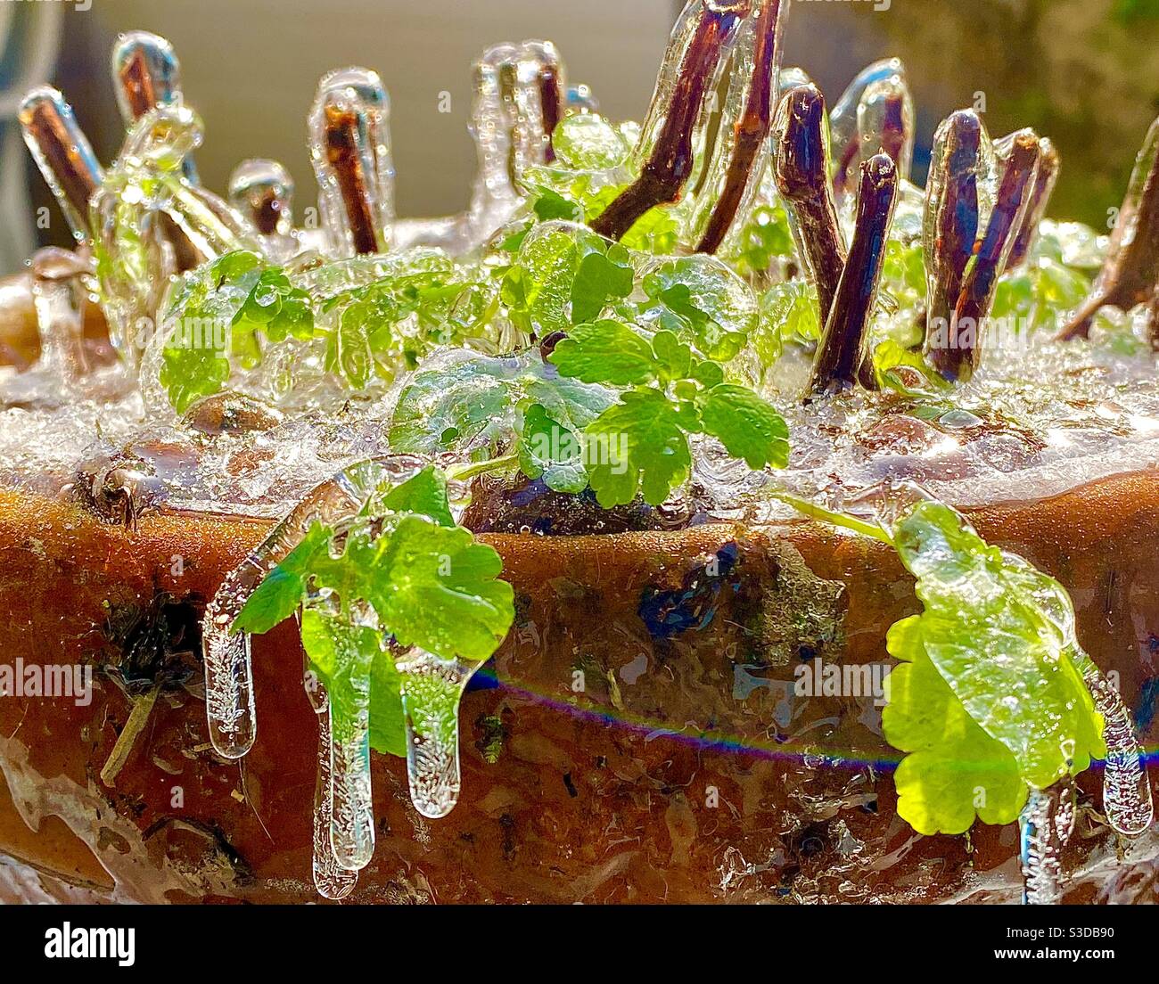 Gefrorene Topfpflanze Stockfoto