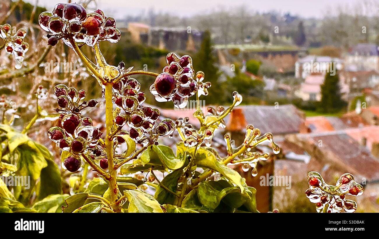 Gefrorene Pflanzen im Freien - Smartphone-aufgenommenes Stockfoto