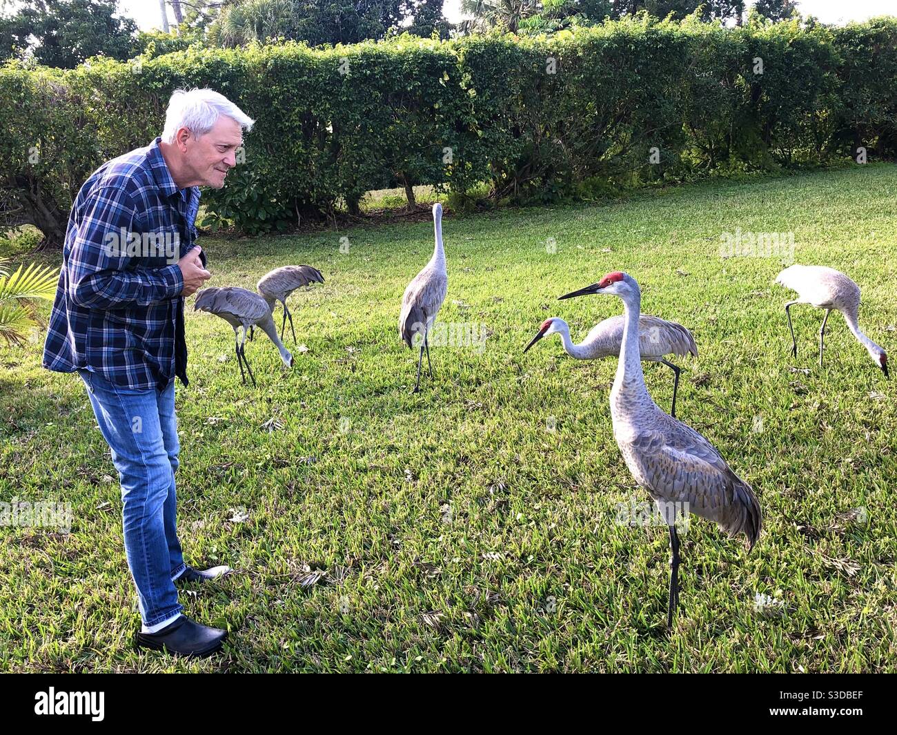 Ein Mann interagiert mit Sandhill-Kranichen in seinem Garten in Lake Worth, Florida. Stockfoto