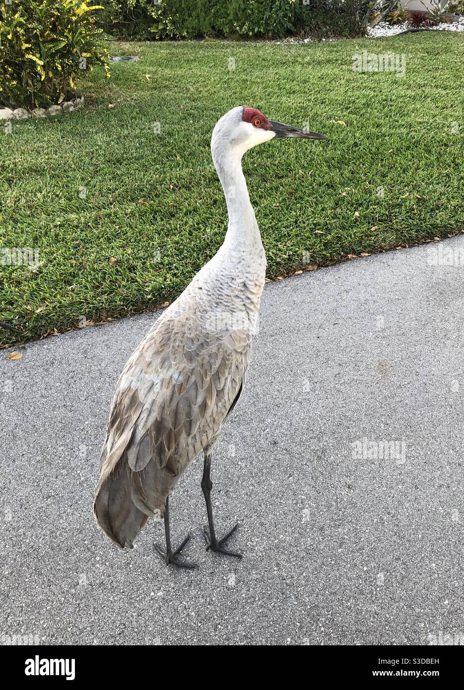 Sandhill Crane in einem Floridian Viertel. - Smartphone-aufgenommenes Stockfoto