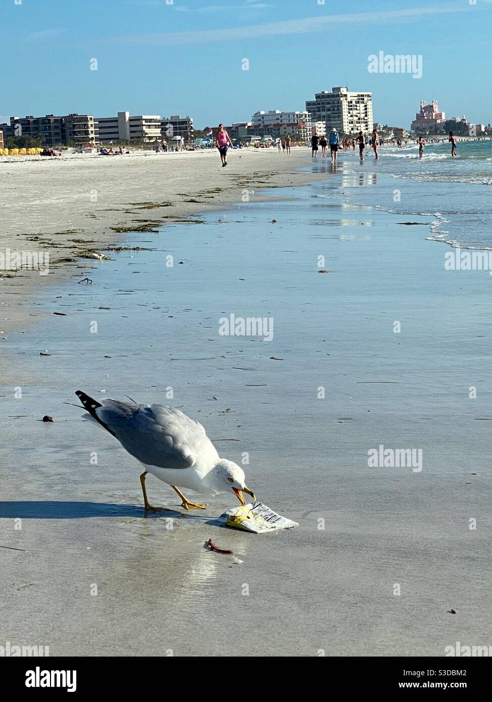Eine Möwe, die aus einem Kartoffelchip-Beutel am Strand von St. Pete in Florida isst. Stockfoto
