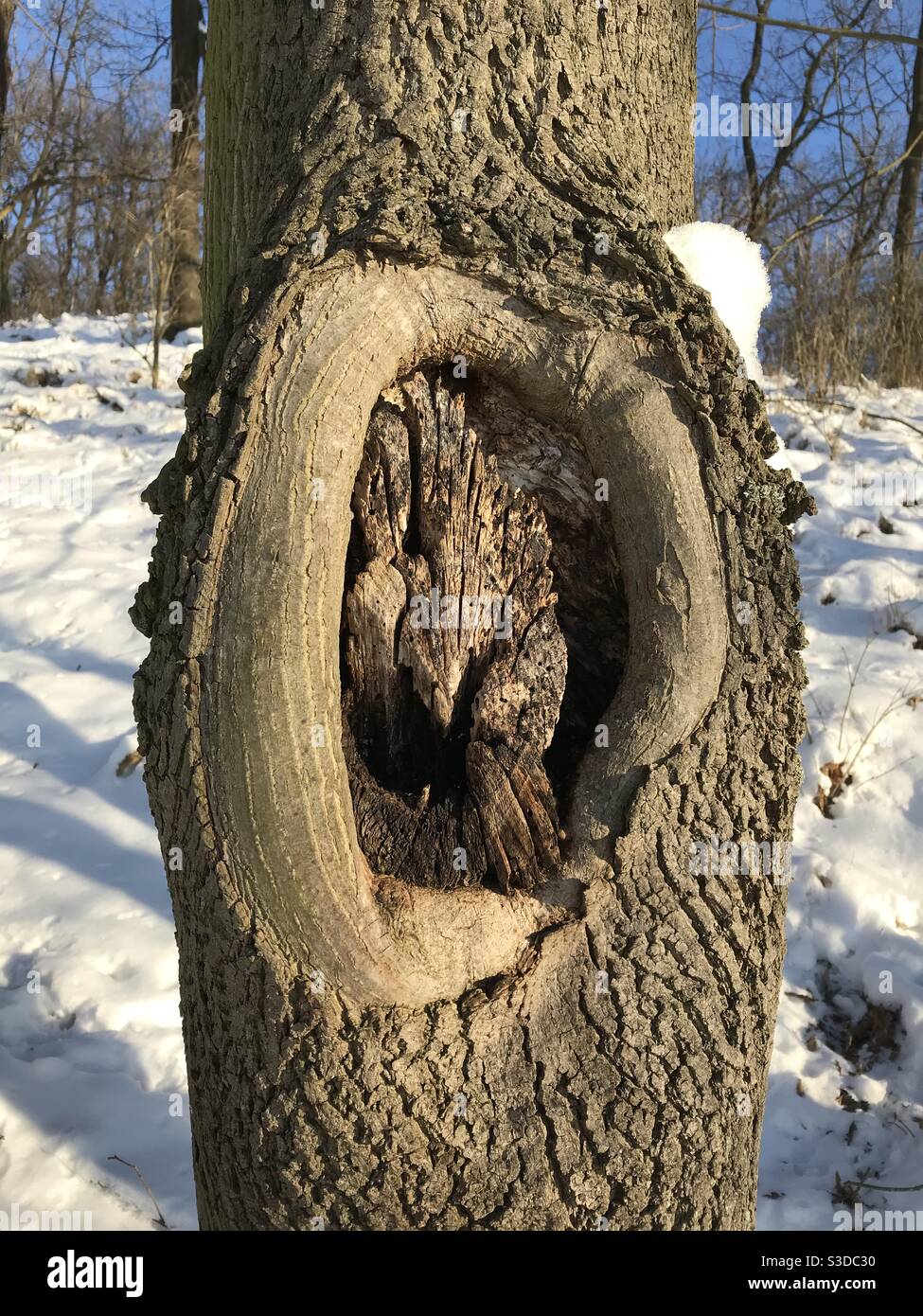 Baumstamm-Schar nach dem Schneiden eines Zweiges Stockfoto
