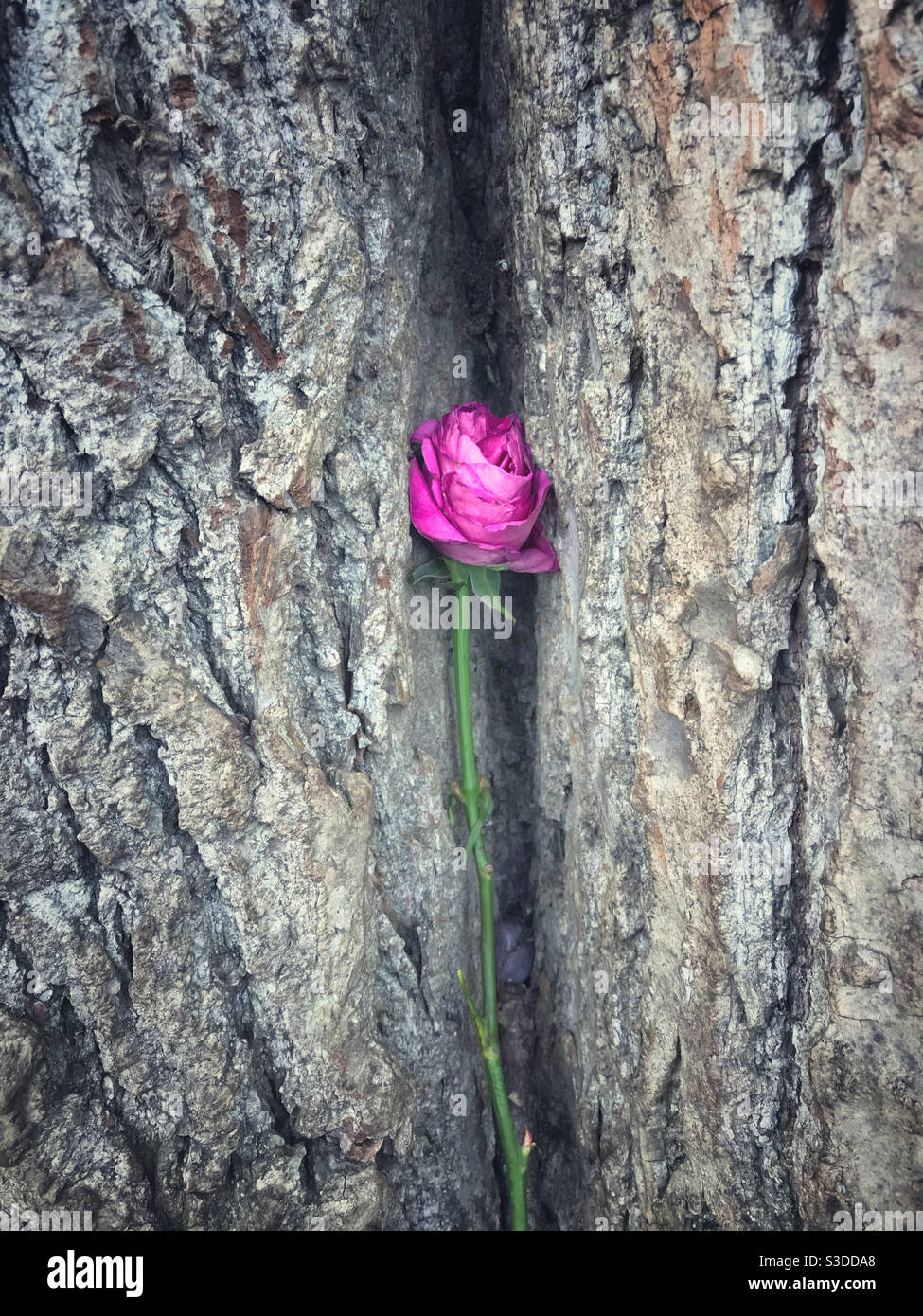 Eine einzelne rosa Rose in die Rinde von a gelegt Baum Stockfoto