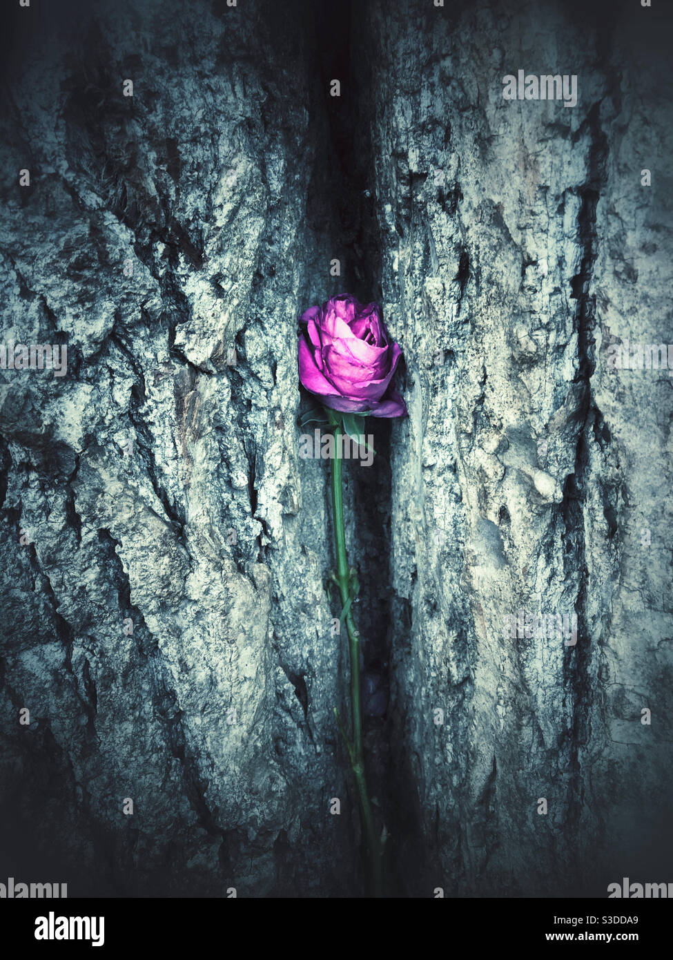 Ein einzelner rosa Rosenstamm in die Rinde gelegt Ein Baum - Smartphone-aufgenommenes Stockfoto
