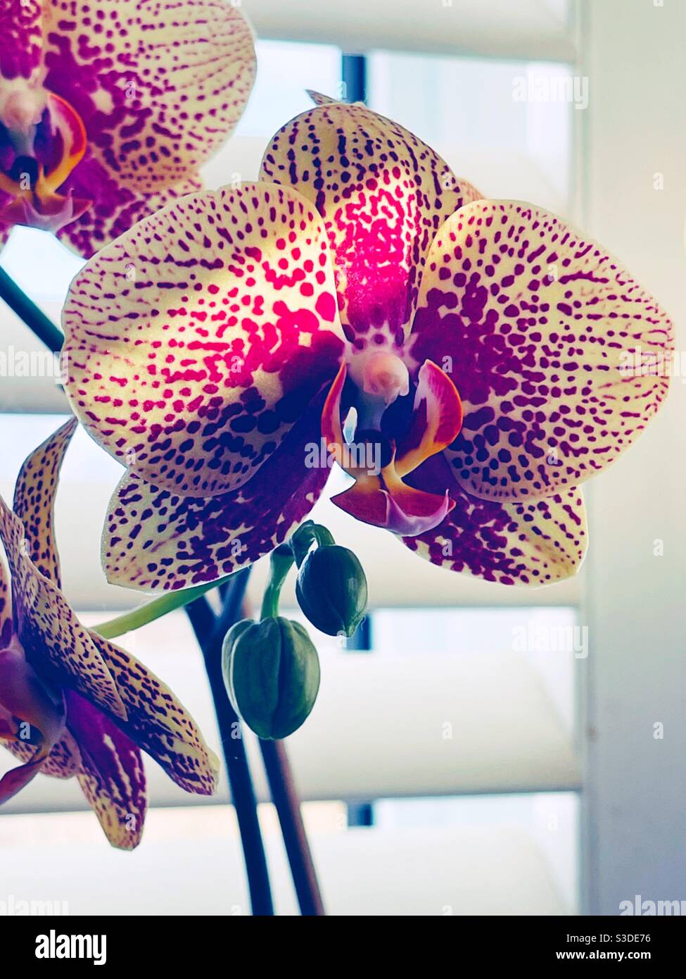 Orchideenblüte mit Sonnenstrahl - Smartphone-aufgenommenes Stockfoto