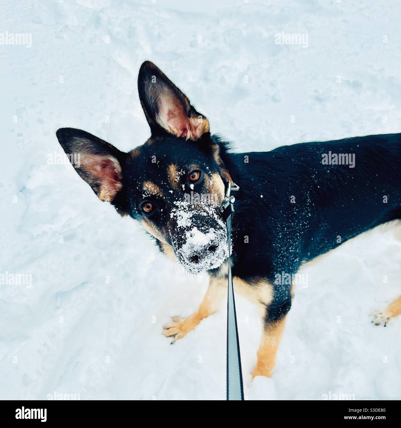 Schäferhund mit schneebedecktem Gesicht - Smartphone-aufgenommenes Stockfoto