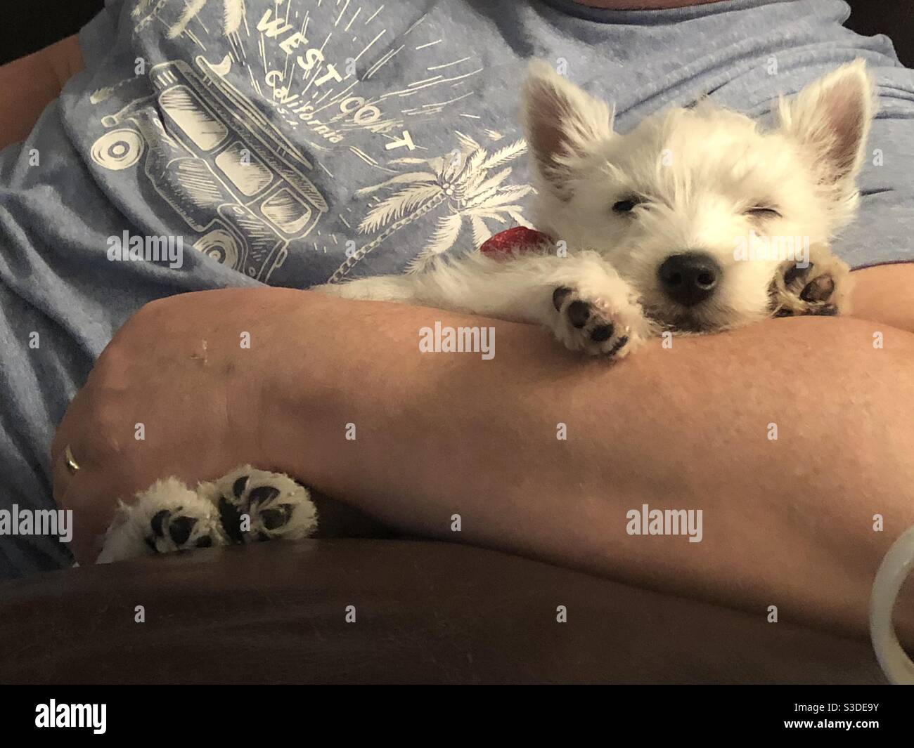Westie Hündchen schläft in männerarmen Stockfoto