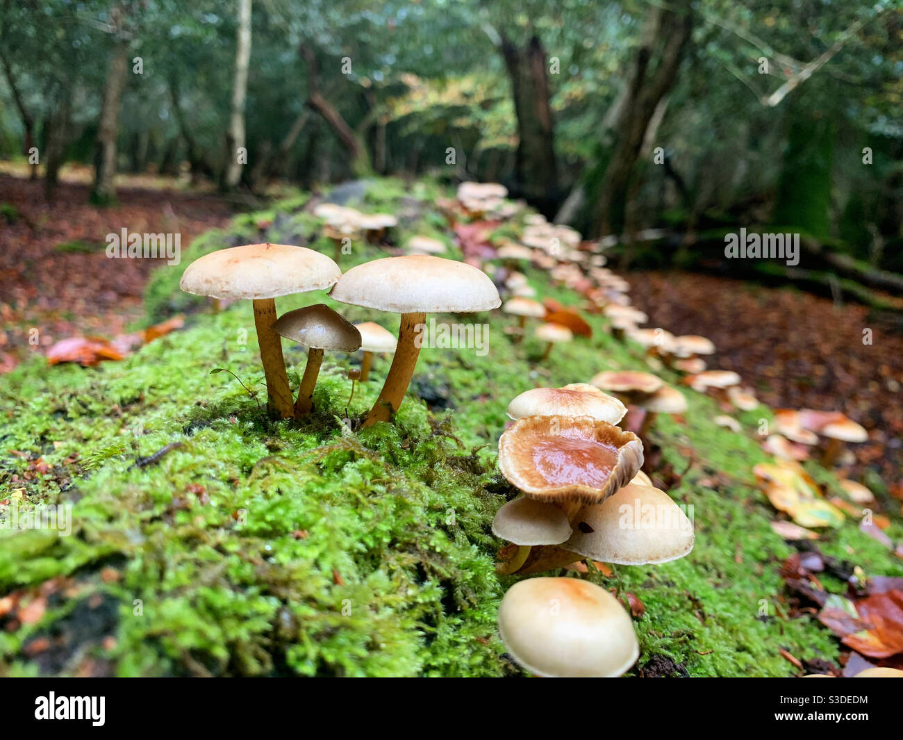 Pilze wachsen auf Baumstamm Stockfoto