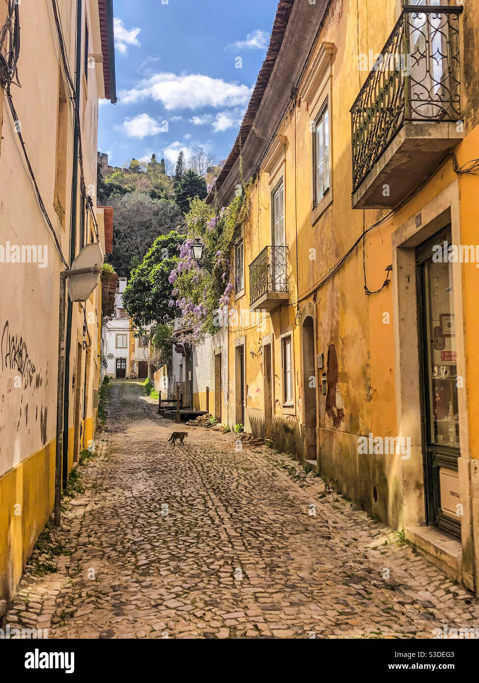 Eine Katze auf einer ansonsten leeren Straße, unterhalb des Templerschlosses in der portugiesischen Stadt Tomar, während des Covid-19 Ausbruchs März 2020 Stockfoto