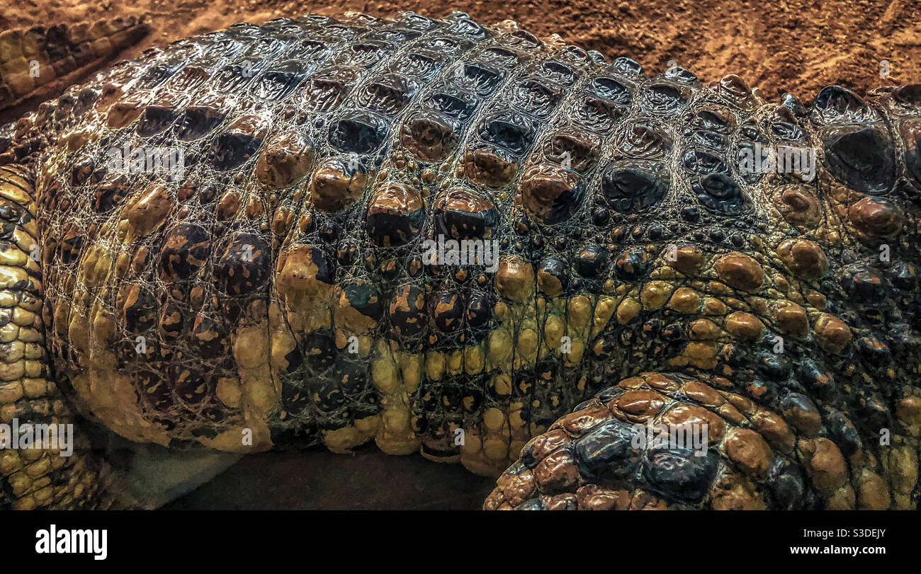 Krokodilkörper Stockfoto
