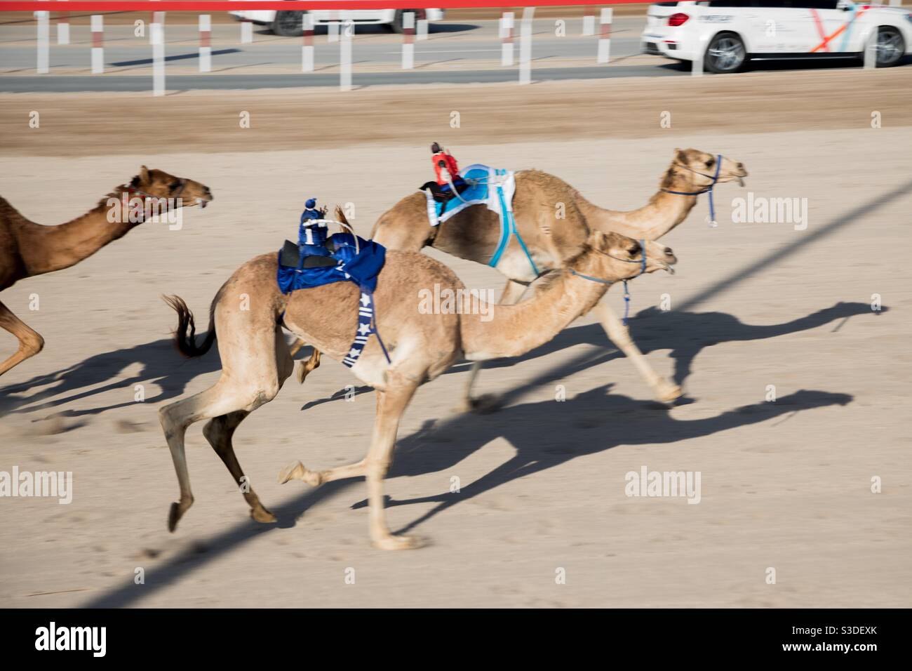 Camel Race-Al Bashair Rennbahn, Adam, Oman. Februar 2021 mit Roboter angetriebenen Kamelen von ihrem Besitzer mit Walkie Talkie-Geräte gerichtet. Wertvolle Preise zu gewinnen. Stockfoto