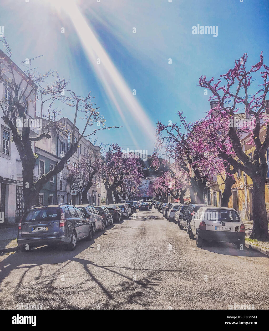 Frühling blüht in Tomar Street, Portugal Stockfoto