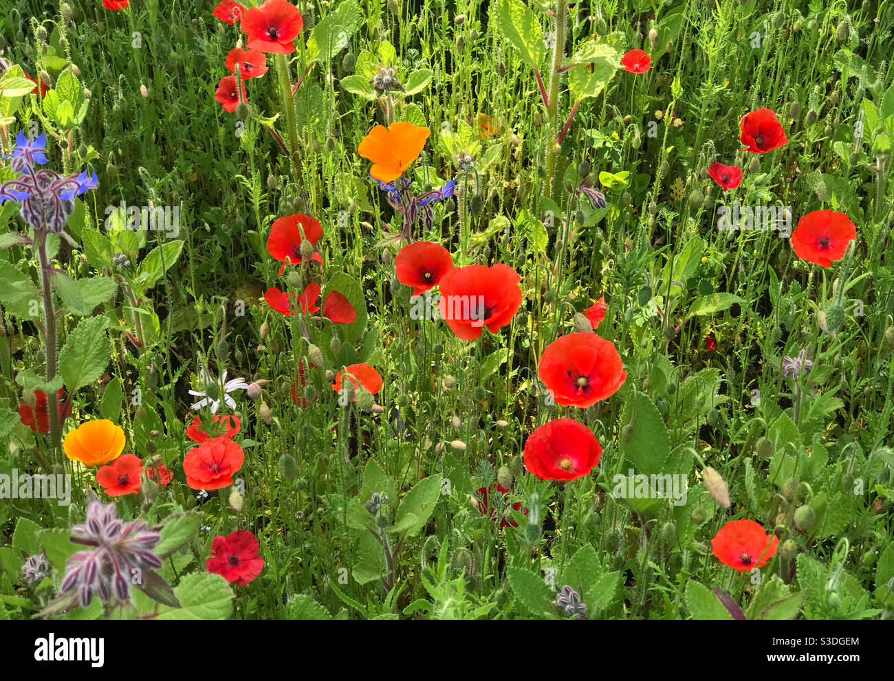 Wildblumen Garten Patch angebaut, um Bestäuber zu fördern. Worcestershire, England. Stockfoto