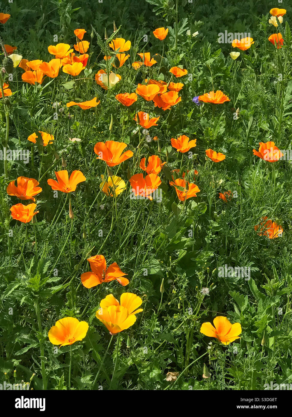 Wildblumen Garten Patch angebaut, um Bestäuber zu fördern. Worcestershire, England. - Smartphone-aufgenommenes Stockfoto