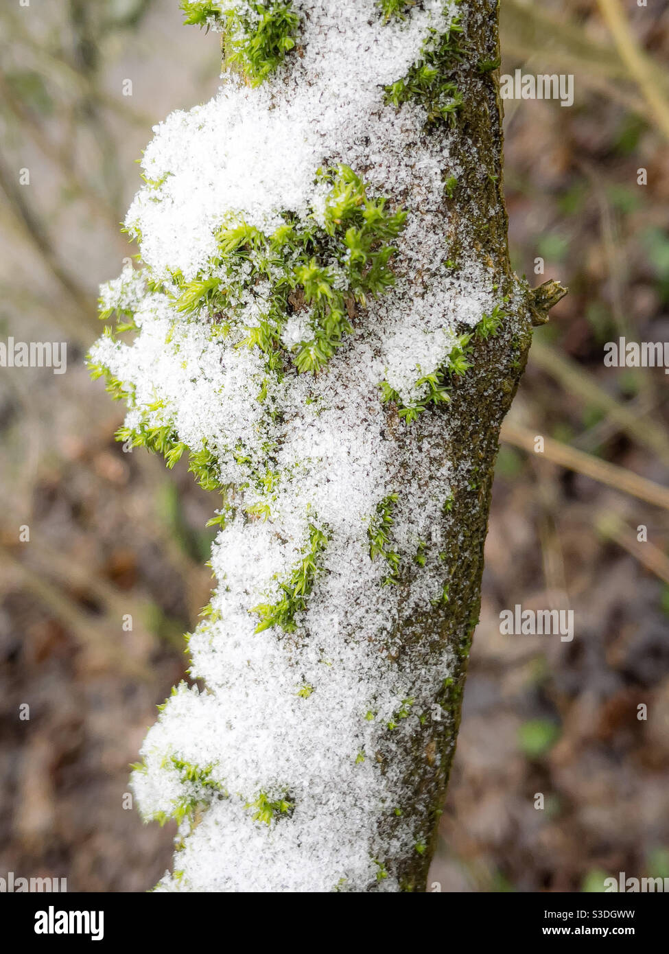 Das Besprüchen des Schnees auf moosbedeckten Baumzweig - Smartphone-aufgenommenes Stockfoto