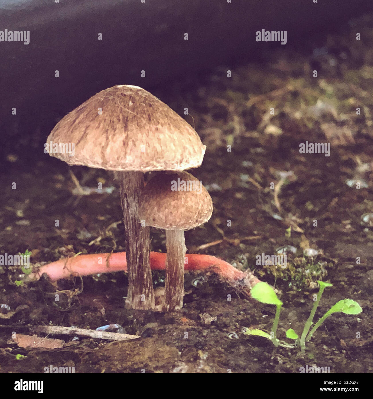2 kleine braune Pilze Stockfoto