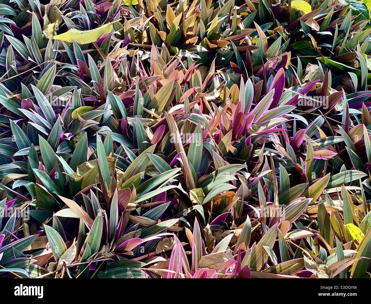 Tradescantia spathacea Fotos und Bildmaterial in hoher Auflösung Alamy