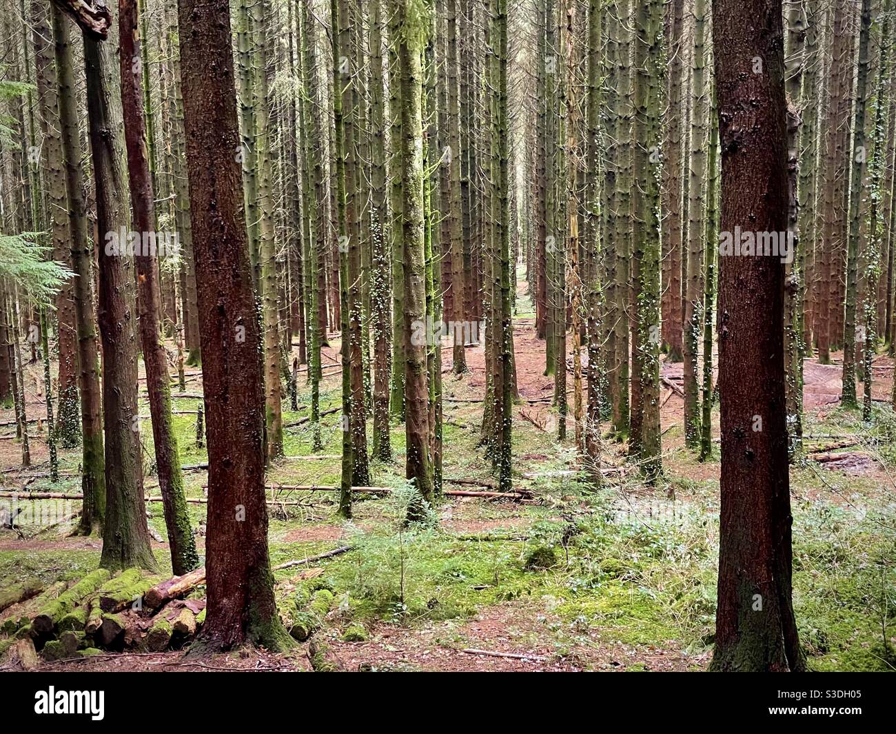 Ein Wald von Pinien im Februar Stockfoto