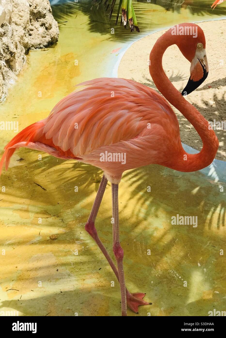 Flamingo Stockfoto
