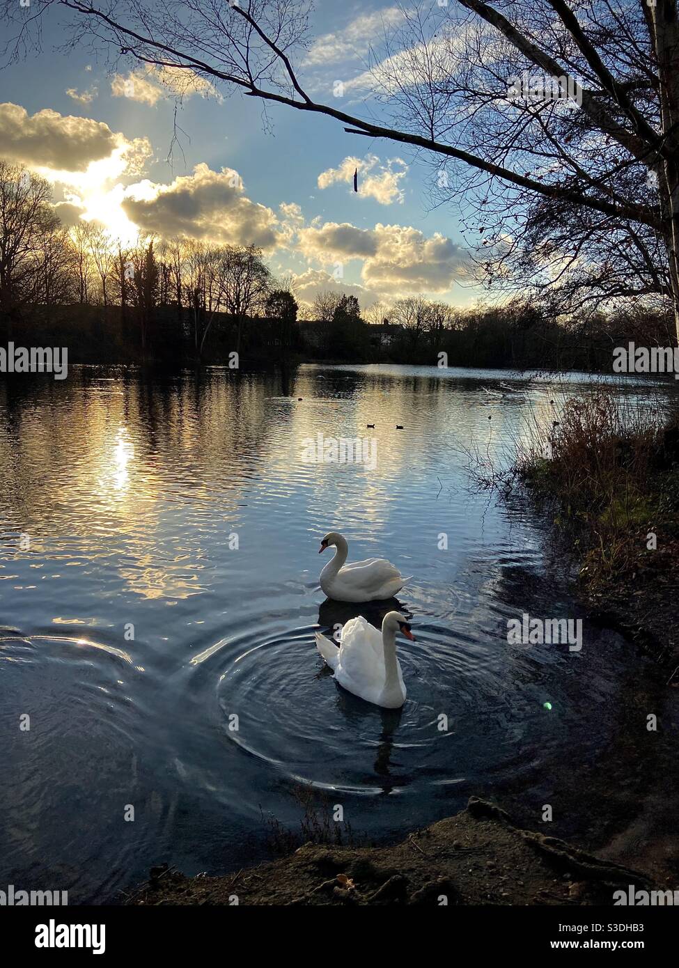 Schwäne im Wanstead Park. London, Großbritannien. Stockfoto