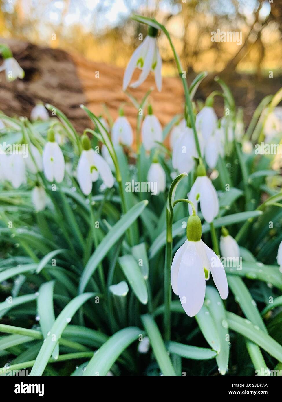 Schneeglöckchen - Smartphone-aufgenommenes Stockfoto
