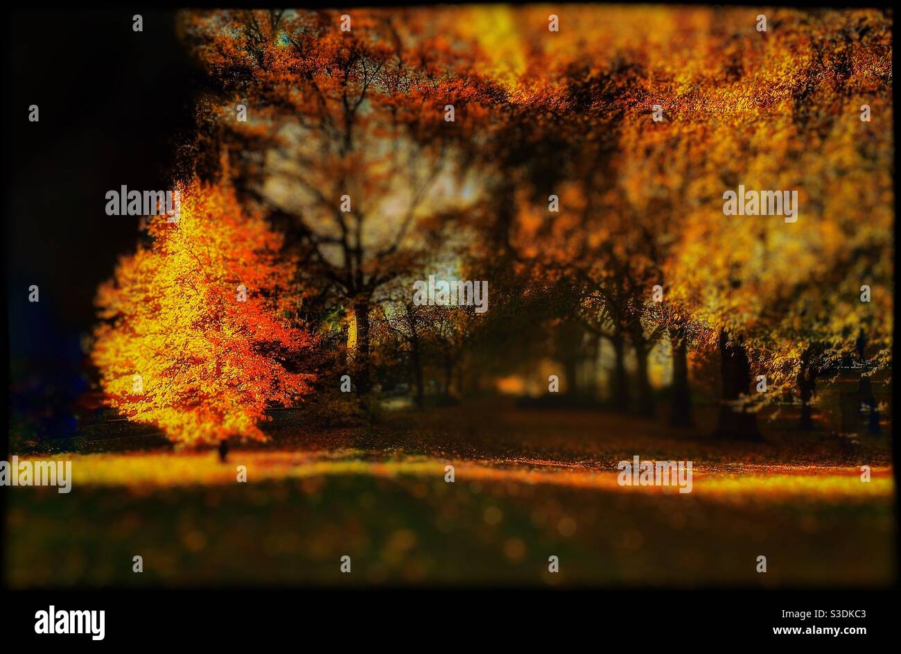 Waldlicht und Schatten. Stockfoto
