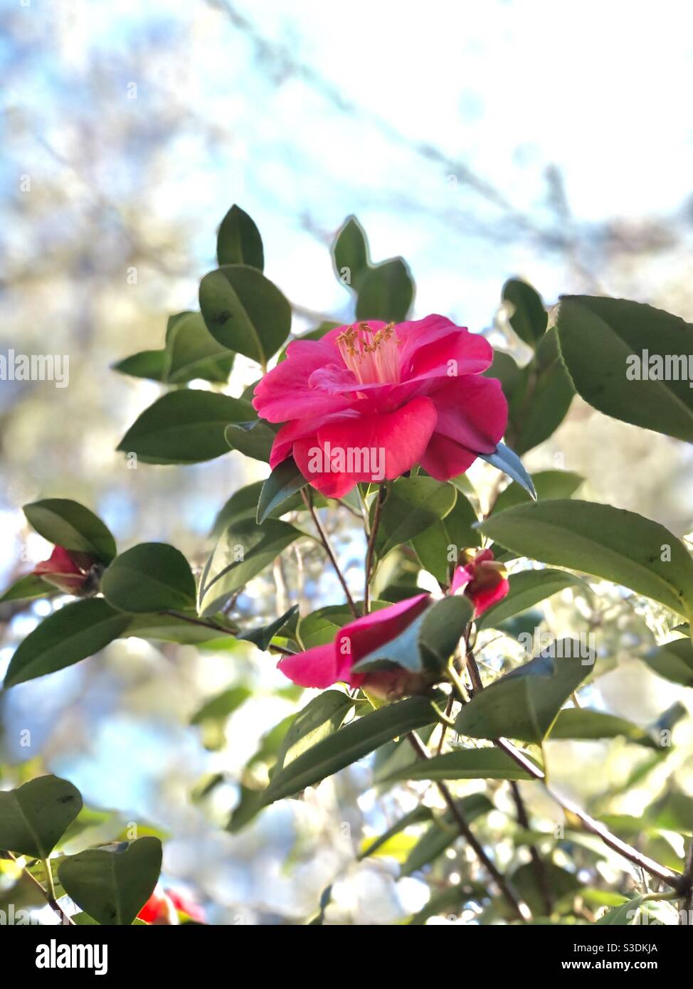 Blühende rosa Kamelie blüht im Südosten Georgiens Stockfoto