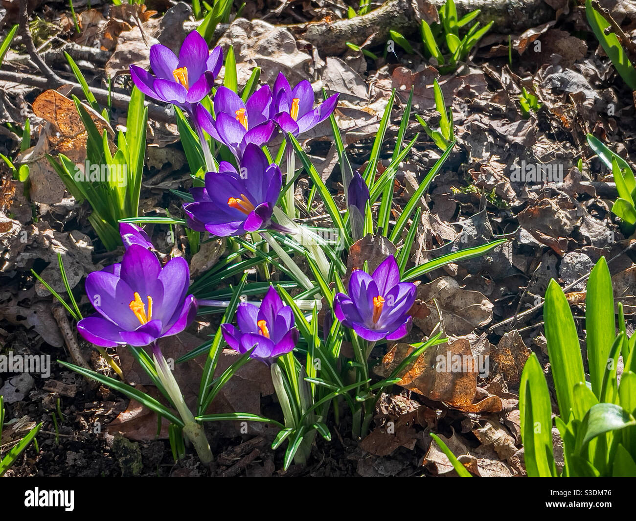 Frühlingsblumen von violetten Krokus und bluebell Triebe - Smartphone-aufgenommenes Stockfoto