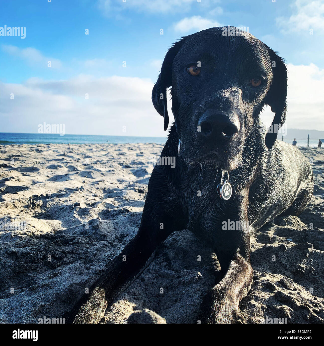 Hund im Sand Stockfoto