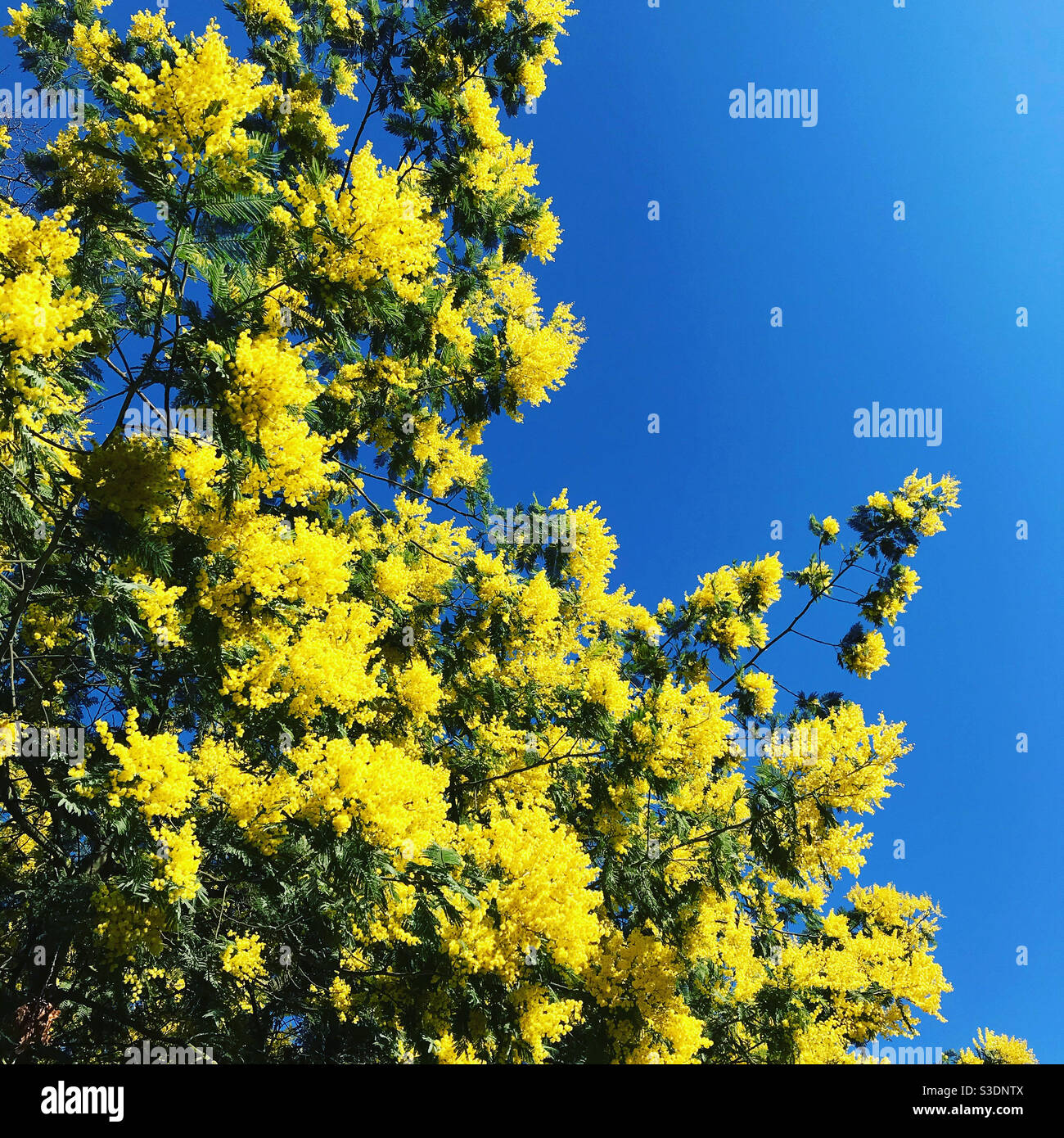Mimosen blühen - Smartphone-aufgenommenes Stockfoto