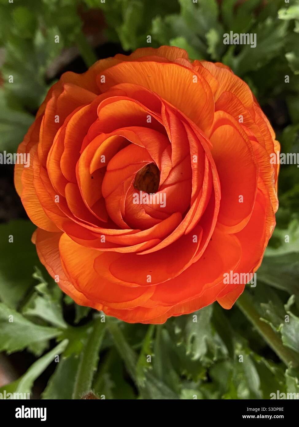 Dunkelorange Ranunculus Blume. Stockfoto