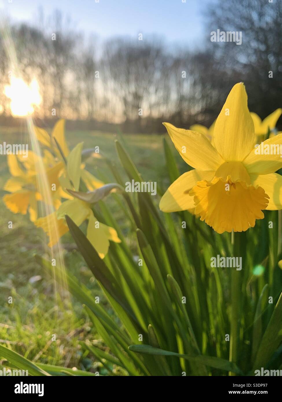 Narzissen in der Wintersonne - Smartphone-aufgenommenes Stockfoto