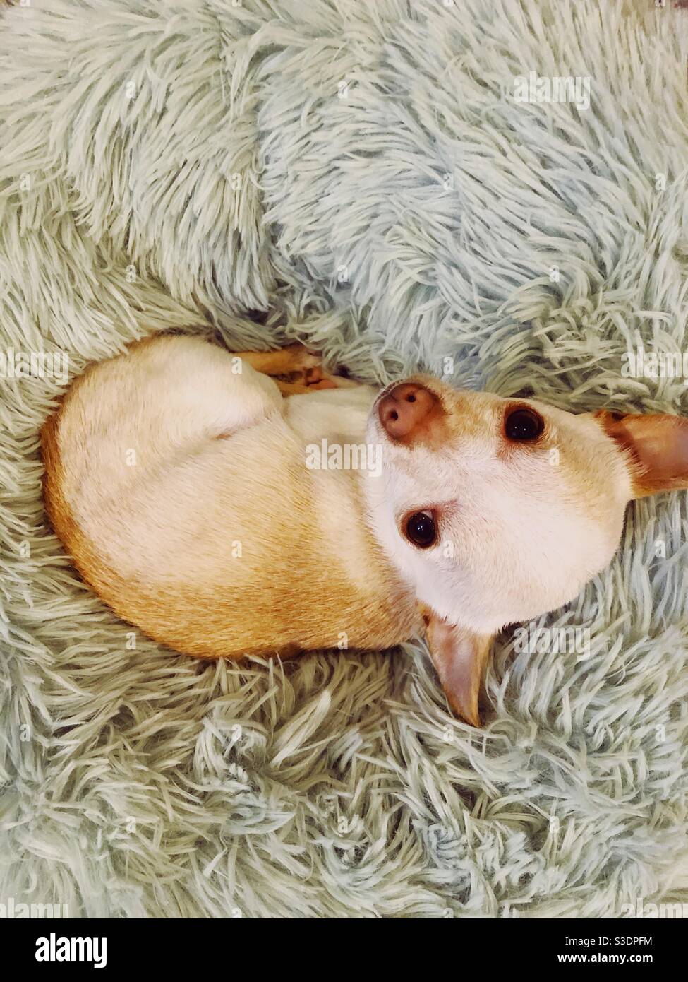 Teetaste Chihuahua in einem fuzzy minzgrünen Bett zusammengerollt Stockfoto