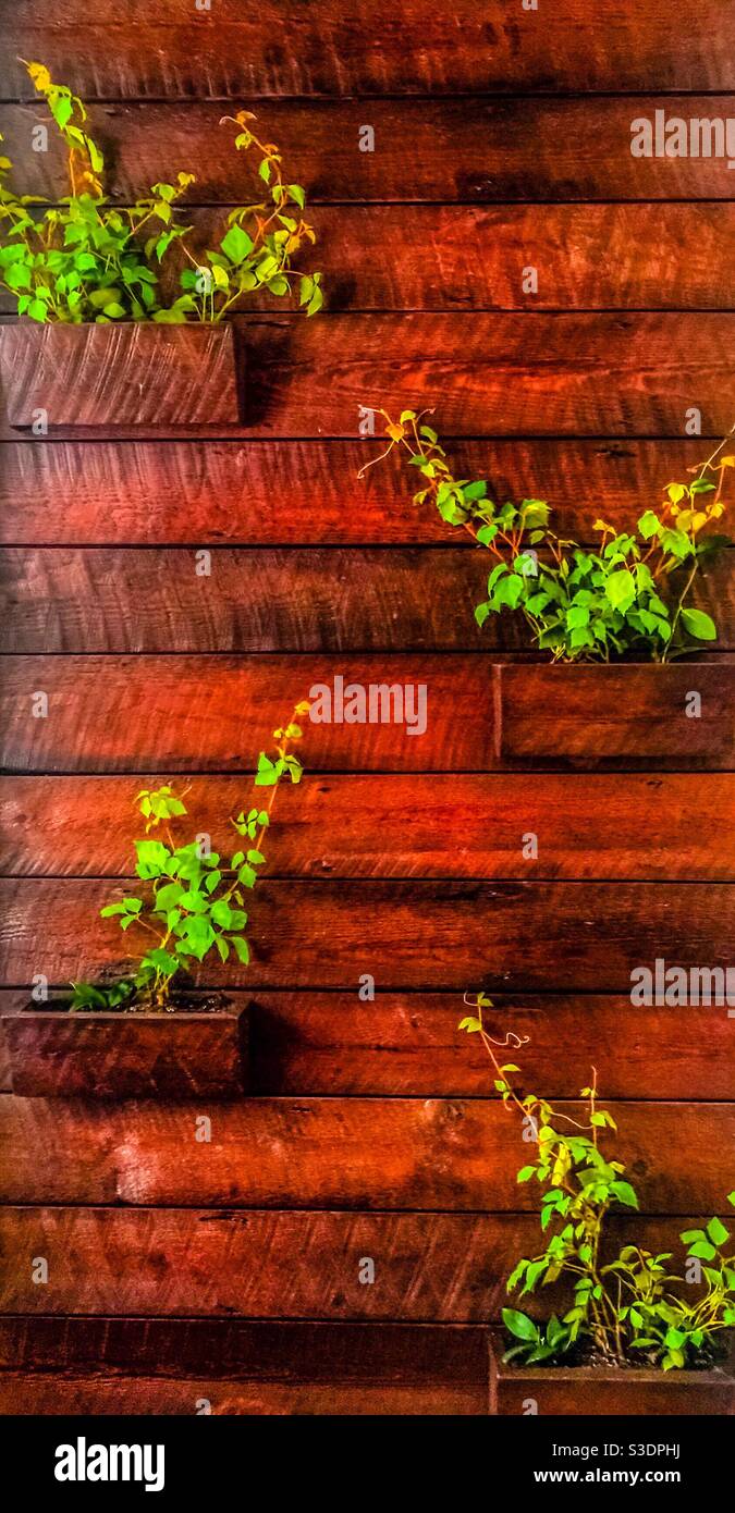 Inneneinrichtung mit Holzdielen in kräftigen Farben und lebendigen Pflanzen an der Wand, eine harmonische Anordnung von natürlichen Elementen, Nova Scotia, Kanada. Nachhaltige, erneuerbare, grüne Fassade. Stockfoto