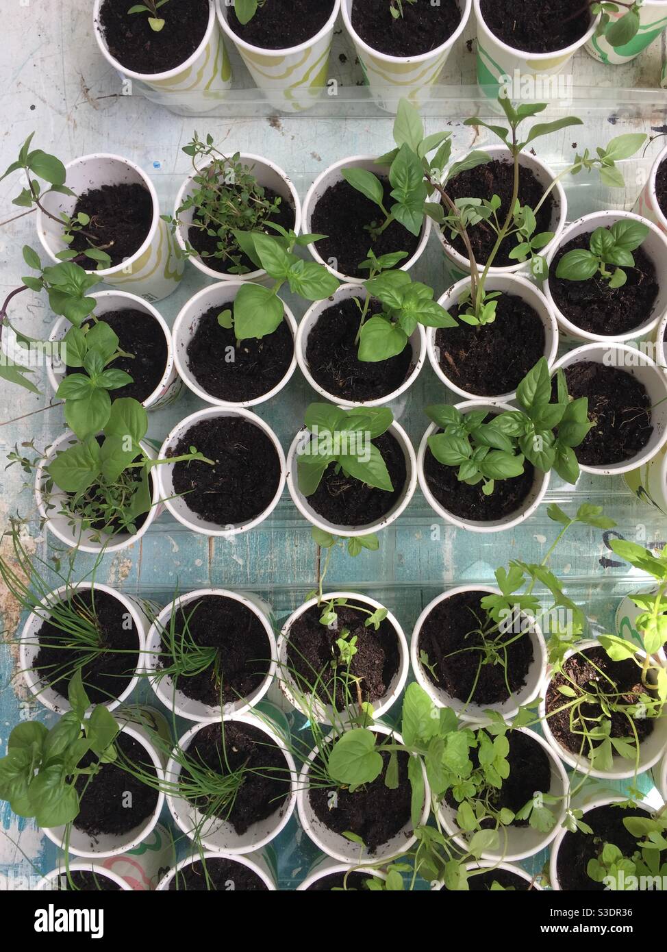 Neue Werke. Mehrere neue Kräuter werden in weiße biologisch abbaubare Tassen gepflanzt. Tabelle voller neuer Pflanzen. Kräuter in Pappbechern. Grün Stockfoto