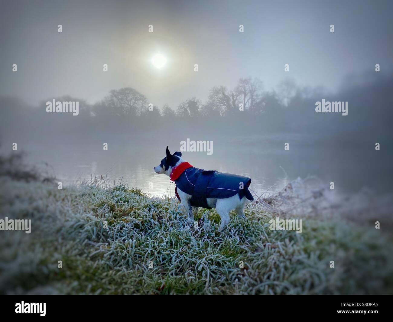 Hund im Mantel durch neblig frostigen Fluss Stockfoto