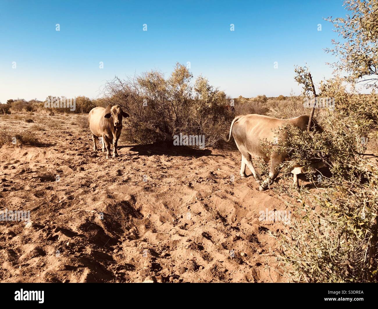 Machtkampf Stockfoto