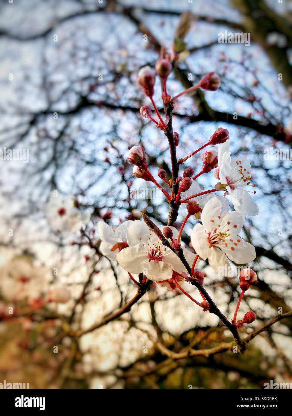 Blüte - Smartphone-aufgenommenes Stockfoto