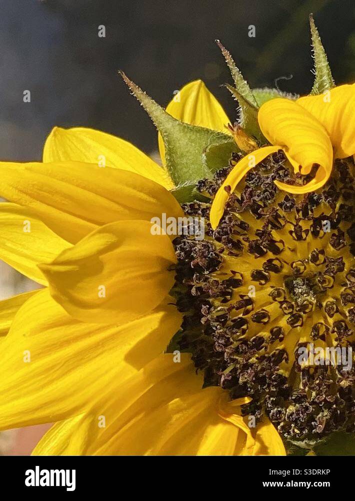 Slay  EINE Königin Sonnenblume posiert für ihr Cover Schuss In einem Künstlergarten in der Wüste von Arizona Stockfoto