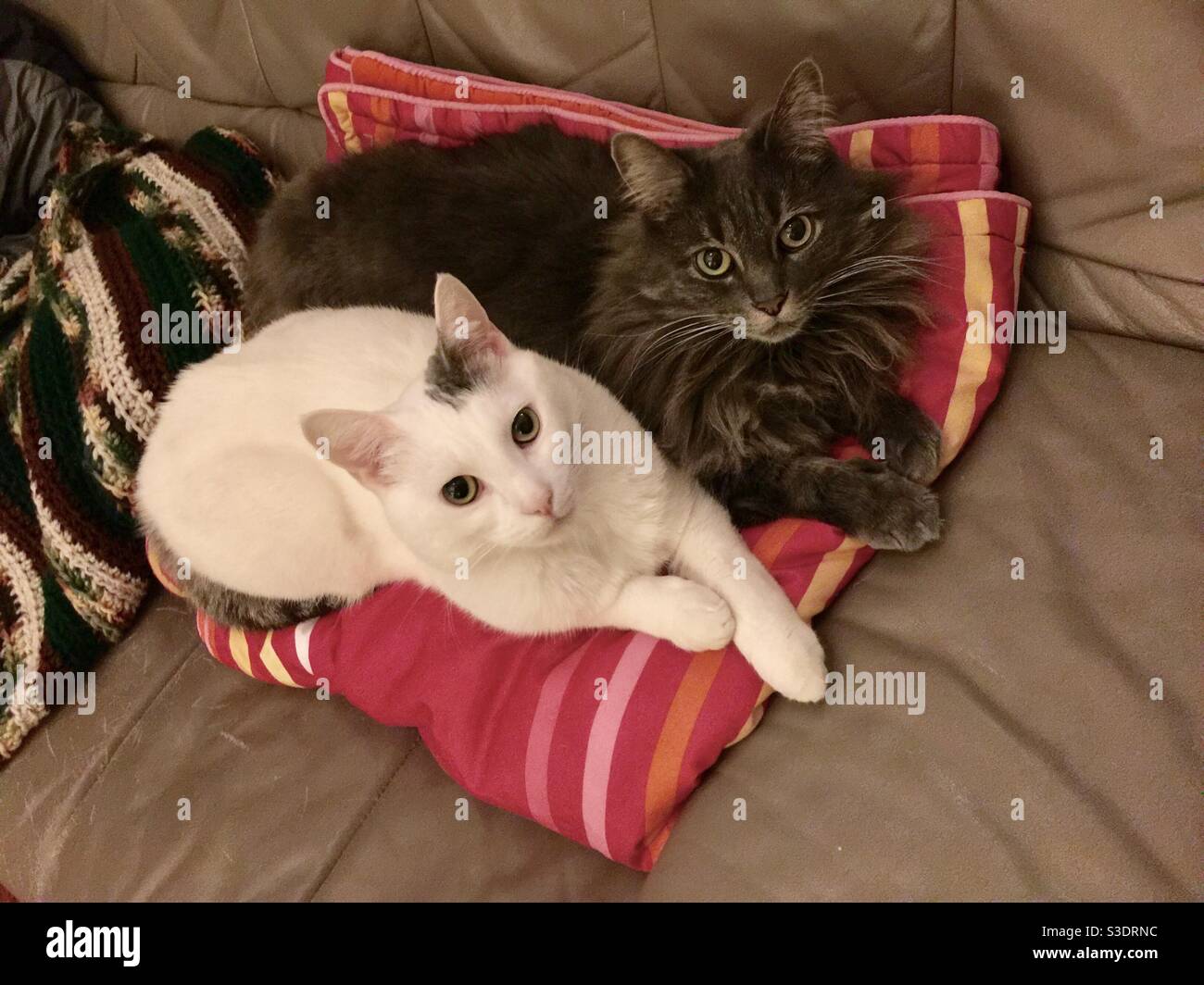 Zwei Schwesterkatzen auf einer rosa Decke. Stockfoto
