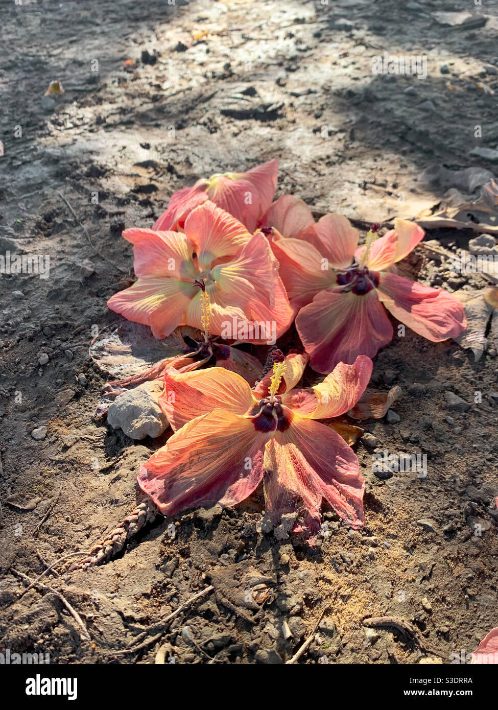 Droopy rosa Blüten auf dem Boden - Smartphone-aufgenommenes Stockfoto