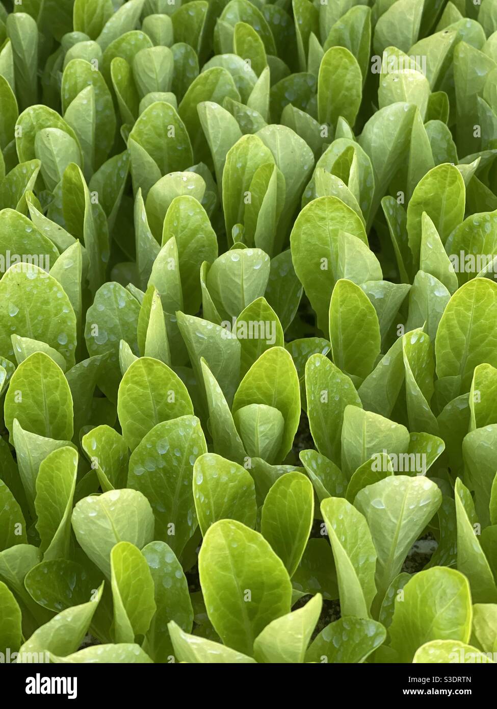 Salat Pflanzen Stockfoto