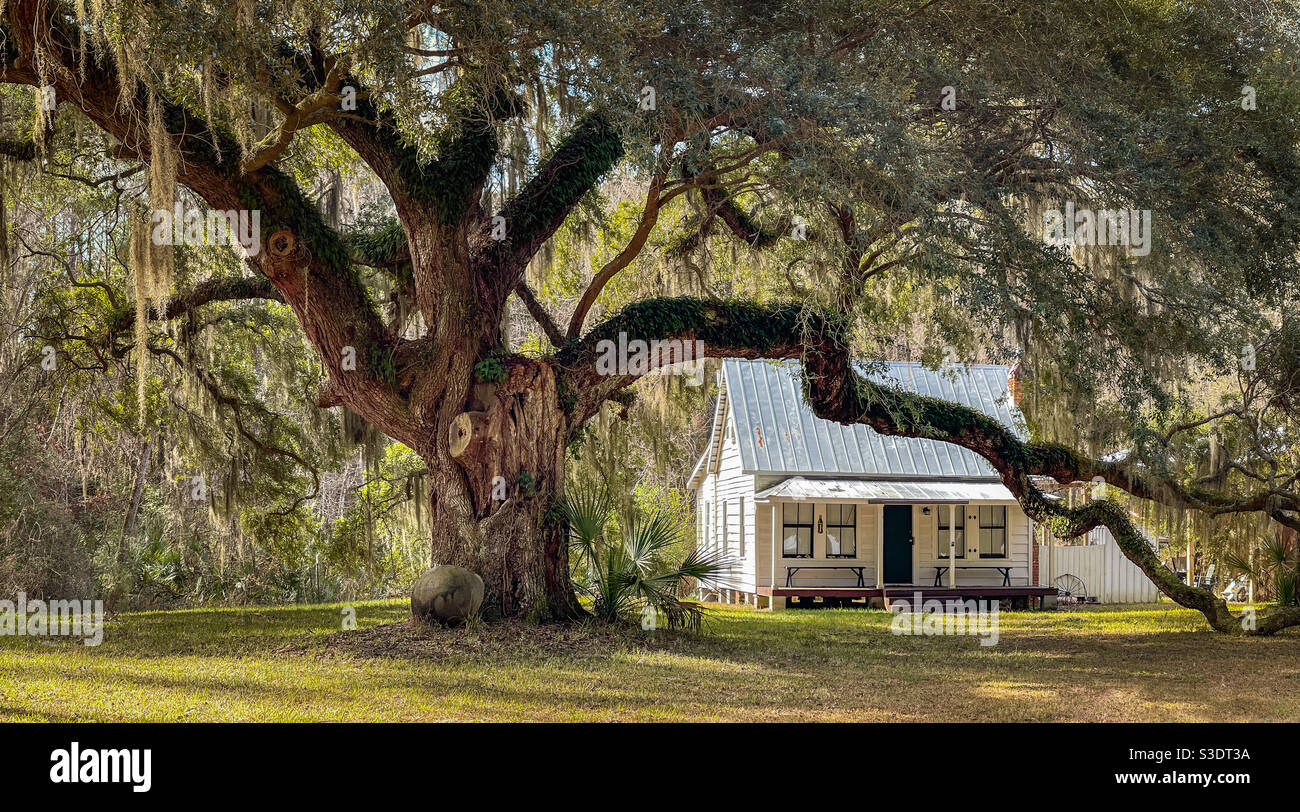 Moses Ficklin Cottage Gullah Geechee Stil Haus und Eiche, Daufuskie Island, South Carolina. Stockfoto