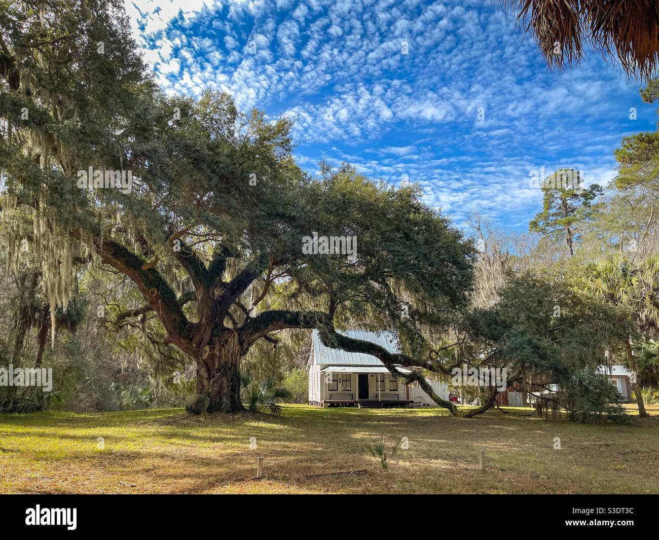 Moses Ficklin Cottage Gullah Geechee Stil Haus und Eiche, Daufuskie Island, South Carolina. Stockfoto